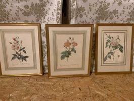 Lot de 6 gravures de roses cadres dorés bon état