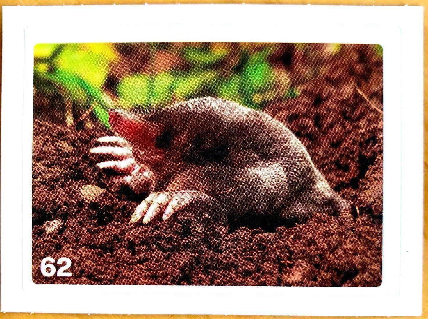 Migros Carte collezionabili: Migros Nature Detectives - Bild Nr. 62 – Nuovo (secondo la descrizione) da Oberrieden venduto da Zimmerberg10