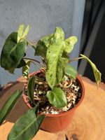 Philodendron Paraiso Verde