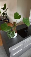 🌿 Monstera Deliciosa – inkl. Moosrankhilfe