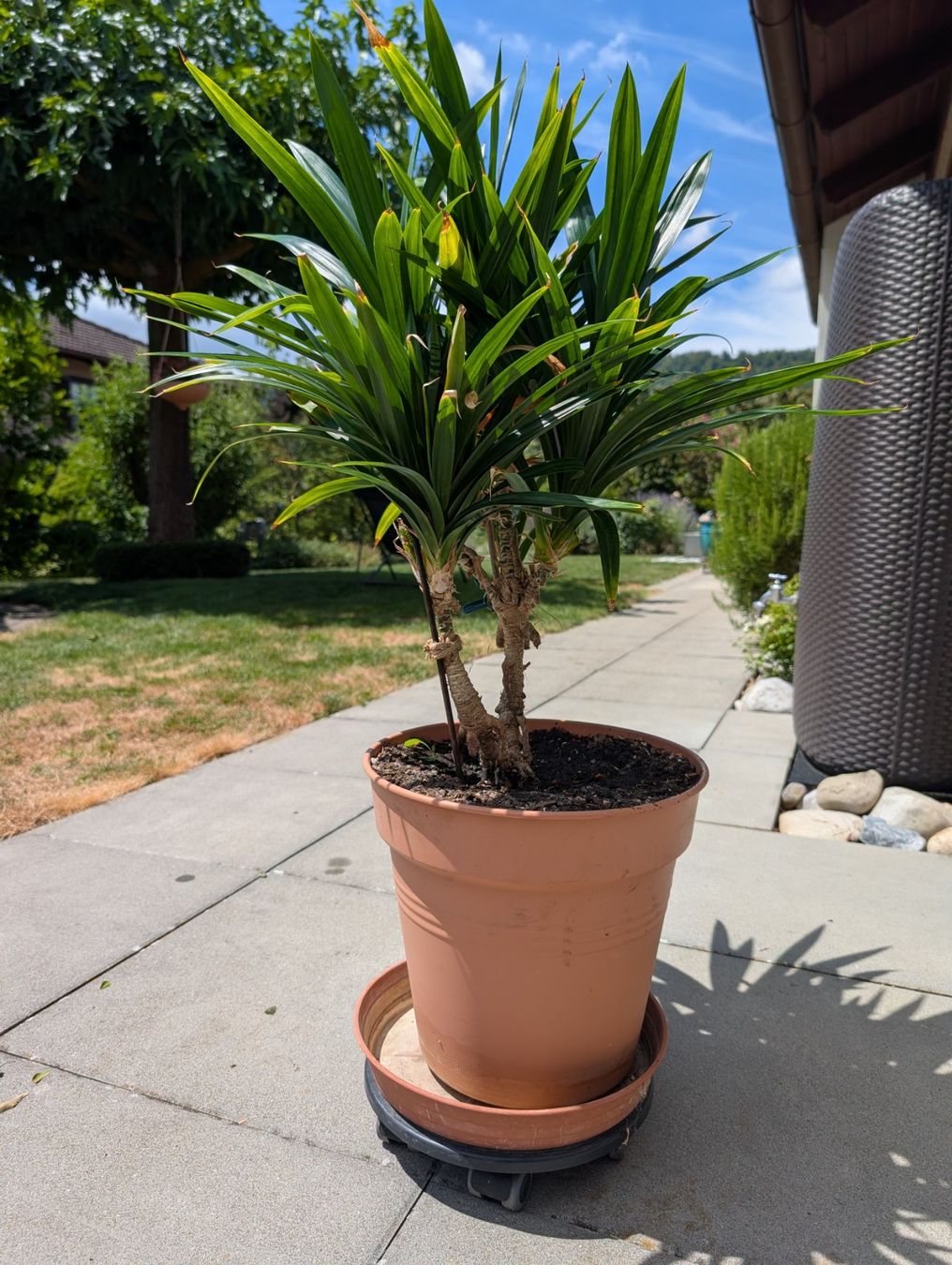 Plantes & graines: Pandan-Palme – D'occasion à Aarburg par Dka 2