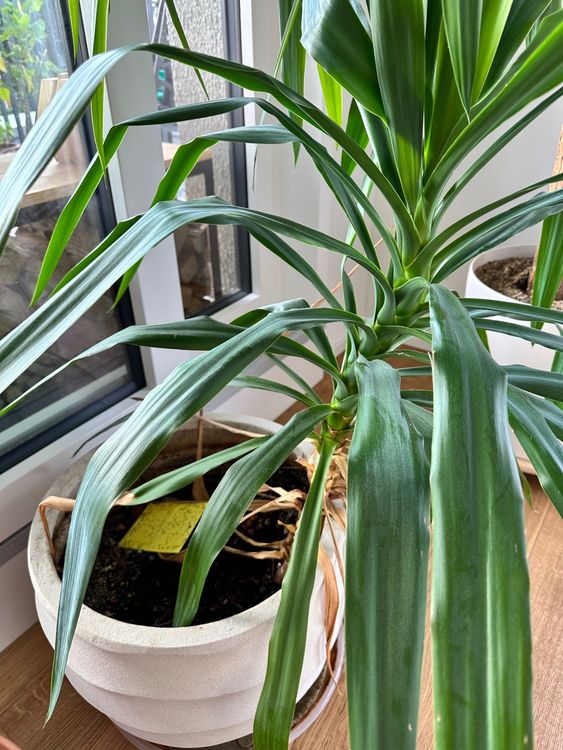 Yucca Palme im Topf plus Yucca Setzling Kaufen auf Ricardo