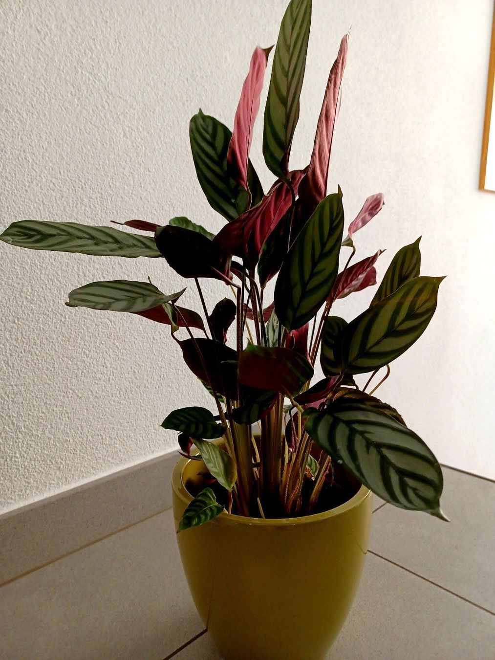 SELTENE CALATHEA " COMPACT STAR" XL 50-60cm imKeramiktopf (Neu und  originalverpackt) in Rovio fr CHF 59  mit Lieferung auf Ricardo kaufen