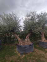 Olivenbaum zweistämmig Nr3