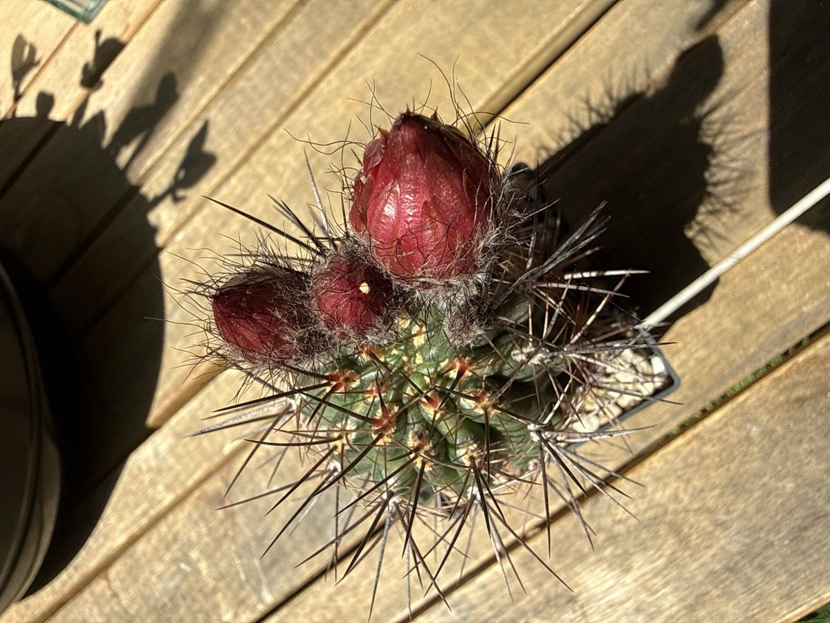 Piante & sementi: Pyrrhocactus andreanus AW 283 – Usato da Rorbas venduto da SimS0n 7