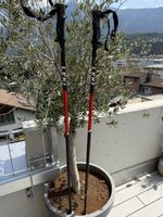Leki Primacy Skistöcke 130 cm | Aluminium | gut erhalten