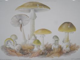 Schulwandbild Grüner Knollenblätterpilz #ti