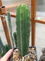Trichocereus Scopulicola X Bridgesii SAN PEDRO 