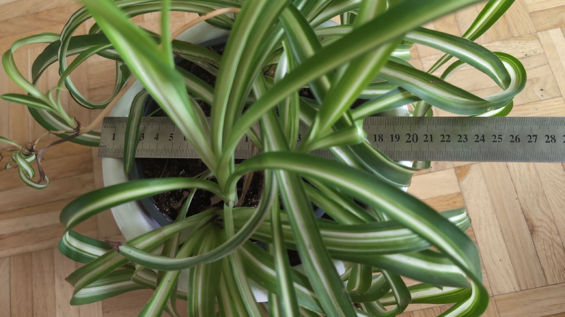 Plantes & graines: Spider Plant – D'occasion à Wallisellen par ali_x62p 3