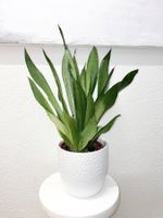 Sansevieria Moonshine Plant Pflanze 69 cm