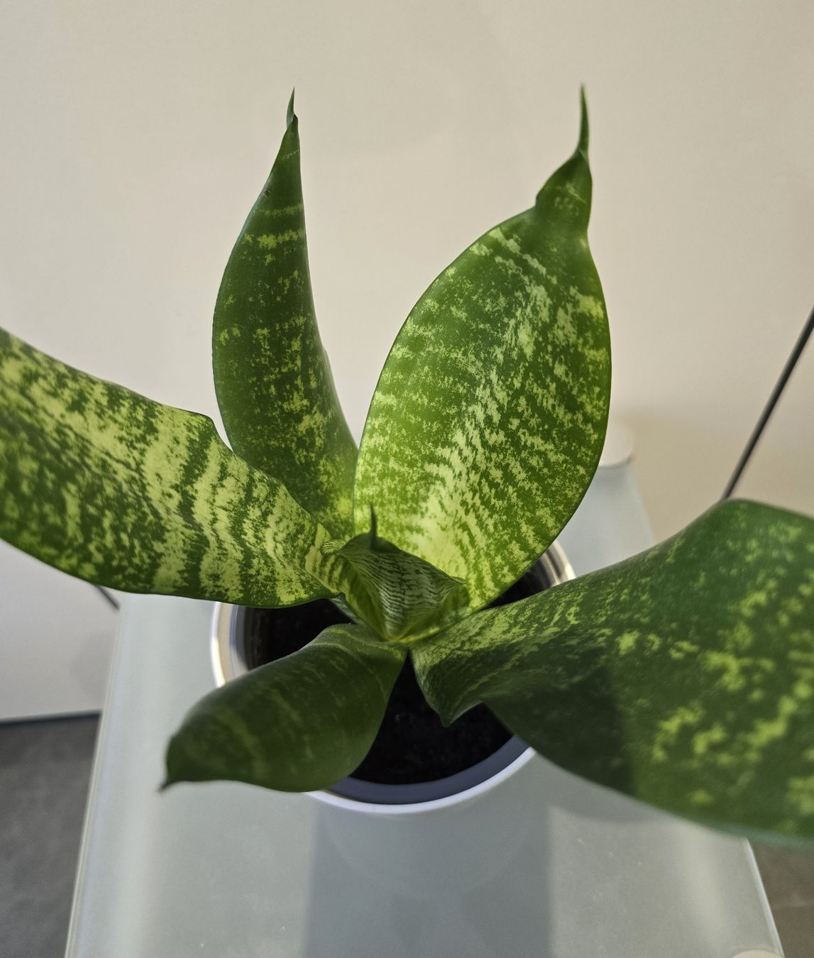 Pflanzen & Samen: Pflanze Sansevieria / Bogenhanf 39 cm – Gebraucht aus Oetwil an der Limmat von dhantal 9
