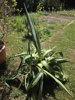 XXL Agave mit vielen Trieben perfekt für Hobbyzüchter