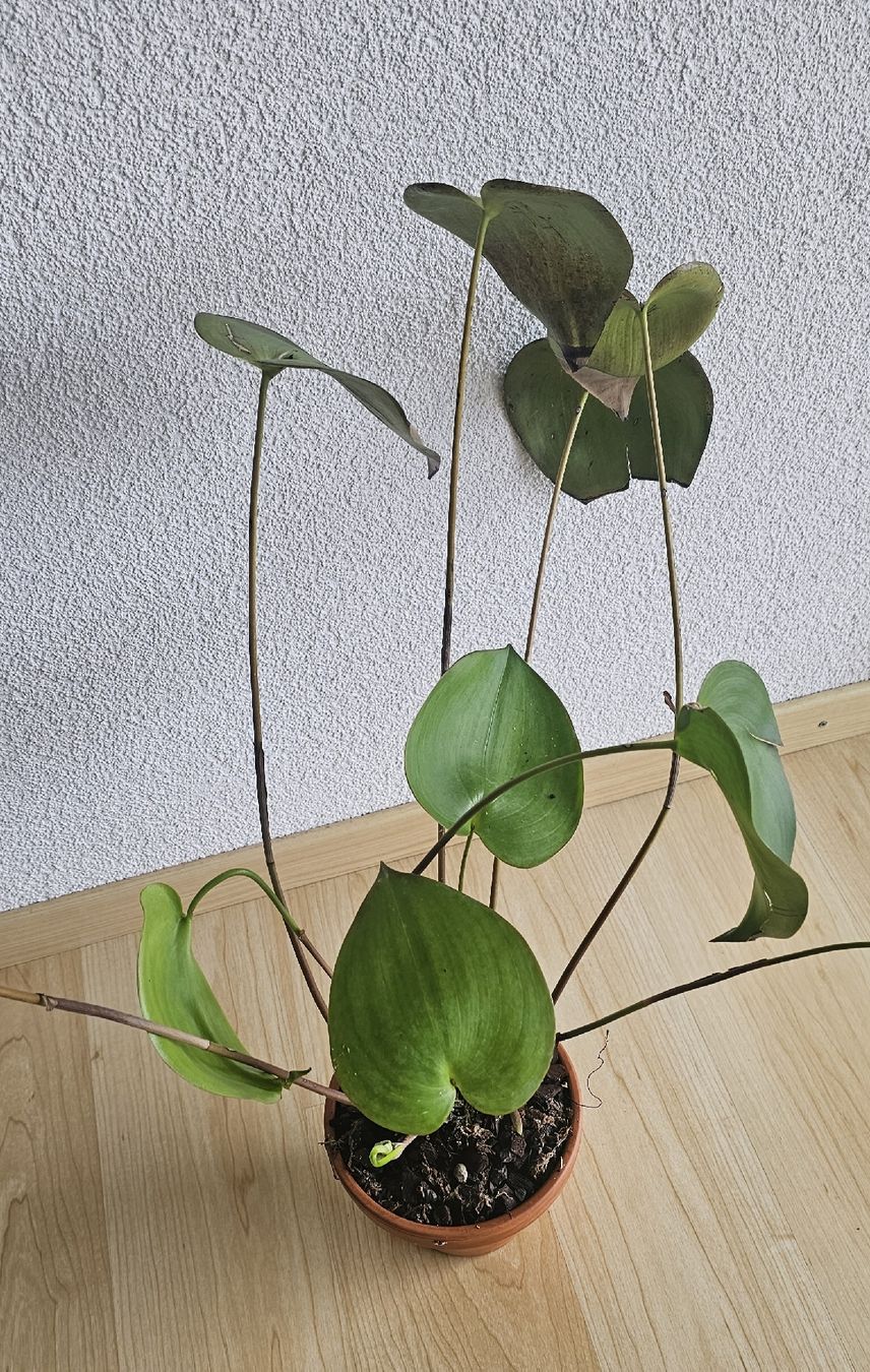 Piante & sementi: Orchidee Pleurothallis marthae – Usato da Jona venduto da Smurnaya 5