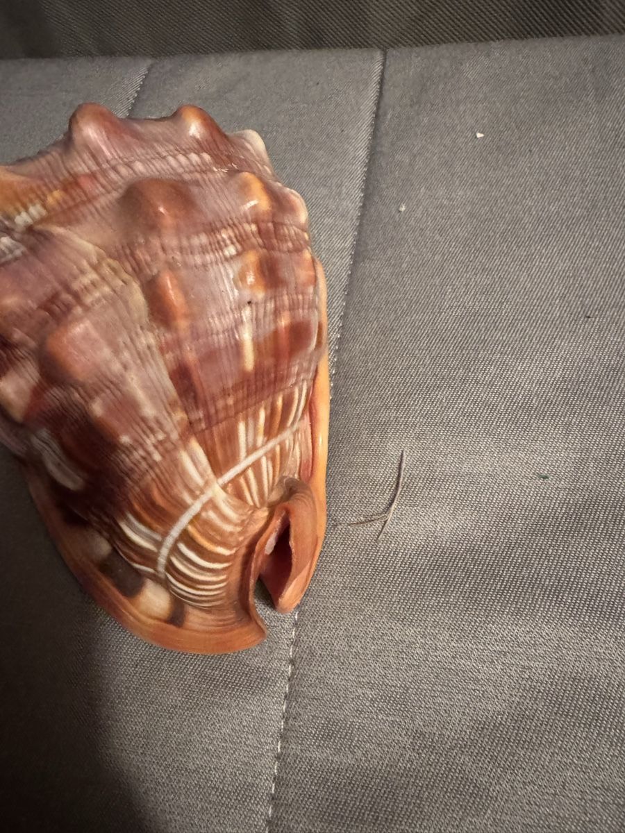 Tutte le decorazioni: Superbe Coquillage Décoratif Rare - – Usato da Martigny venduto da Mrtygn1 5