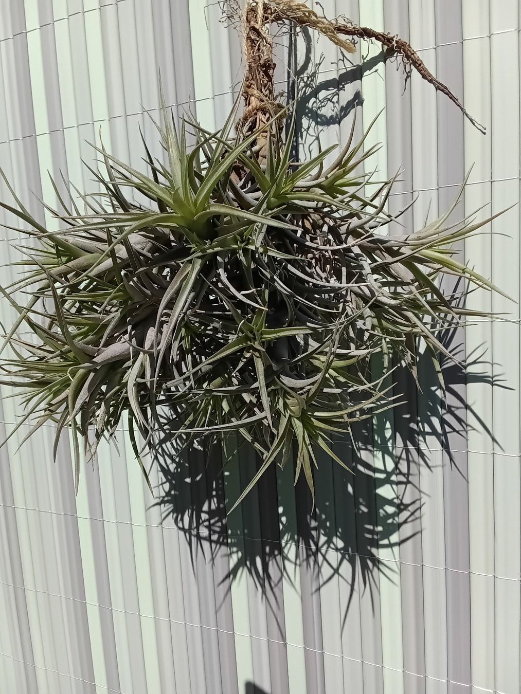 Piante & sementi: Tillandsia bergeri – Nuovo (secondo la descrizione) da Erlach venduto da Tobago25 3