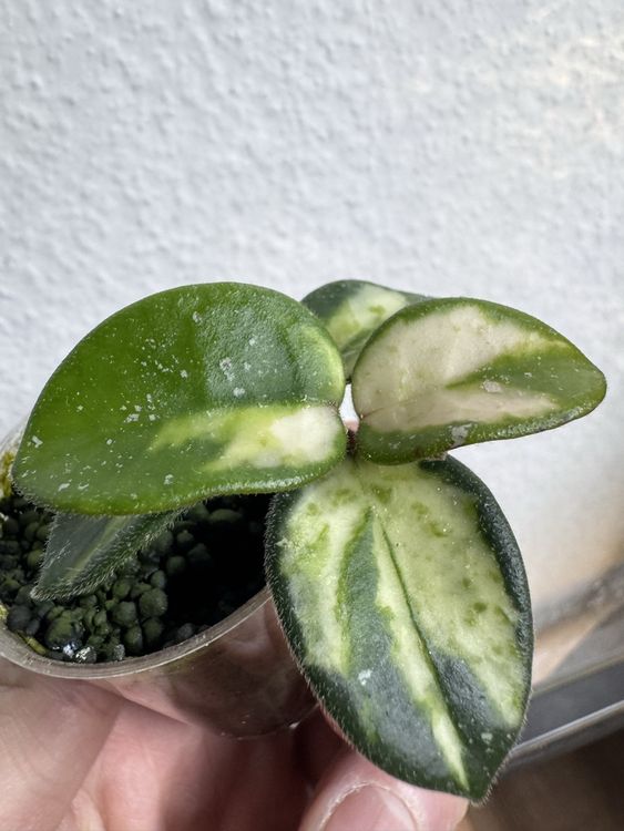 Hoya 'Mathilde' variegata! 🦄🦄🦄RARITÄT! (Gebraucht) in Zürich für CHF 65 ...