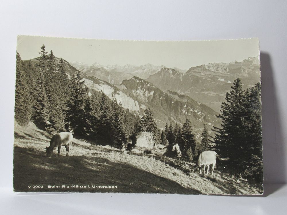 AK Beim Rigi - Känzli Urneralpen Kühe 1961 | Kaufen auf Ricardo