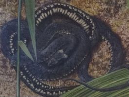 Schulwandbild – Ringelnattern von Walter Linsenmaier