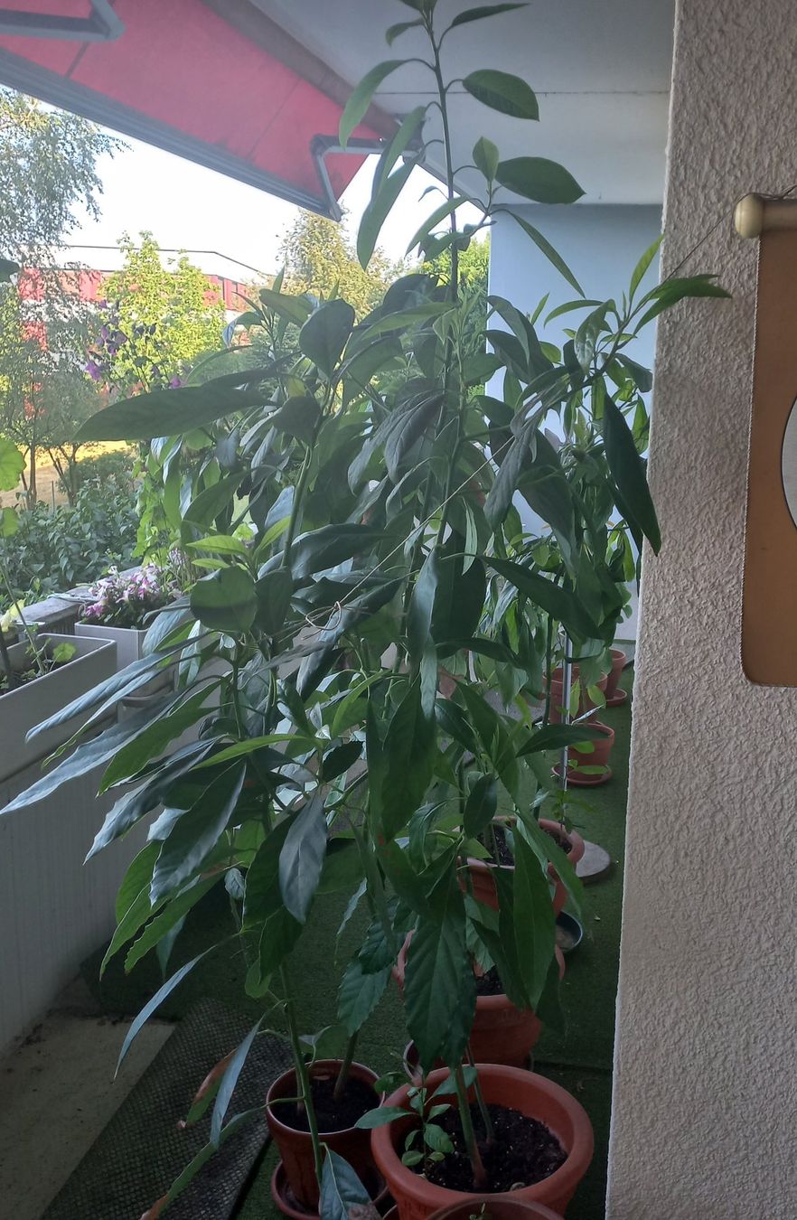 Piante & sementi: Eines der 3 Avocadobäumchen nach Wahl – Usato da Zürich venduto da Flise