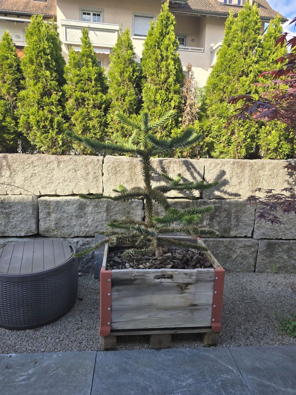 Piante & sementi: Andentanne – Usato da Kaltbrunn venduto da Fl.bischof 1