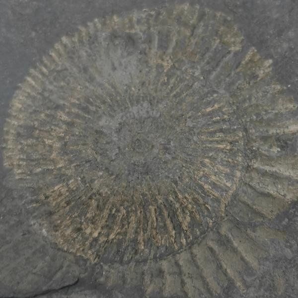 Fossili: Ammonit auf Posidonienschiefer – Nuovo (secondo la descrizione) da Walenstadt venduto da vkt_qc8d 2