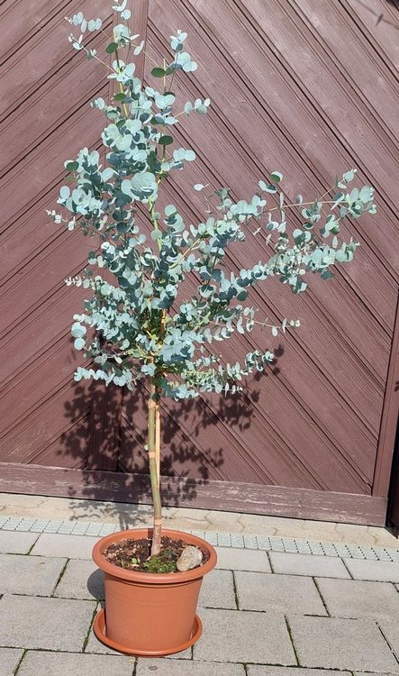 Eukalyptus Gunnii Pflanze Kaufen auf Ricardo