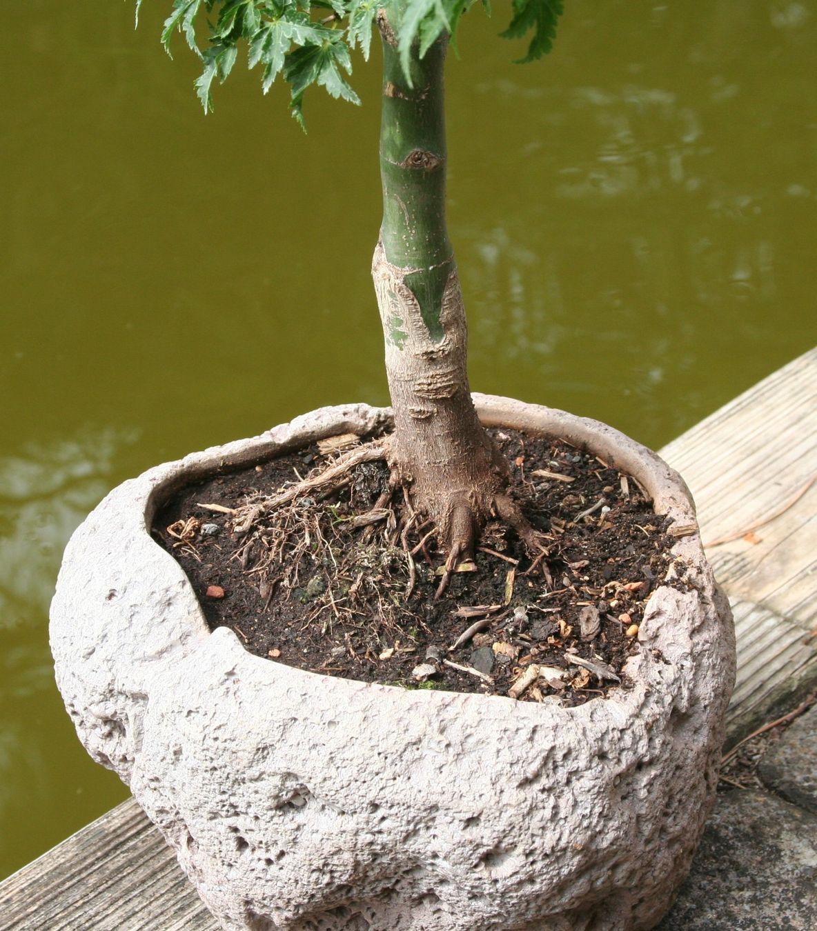 Plantes & graines: BONSAI  -  Fächerahorn "Shishigashira" – Neuf (Voir description) à Gretzenbach par Sikim 2