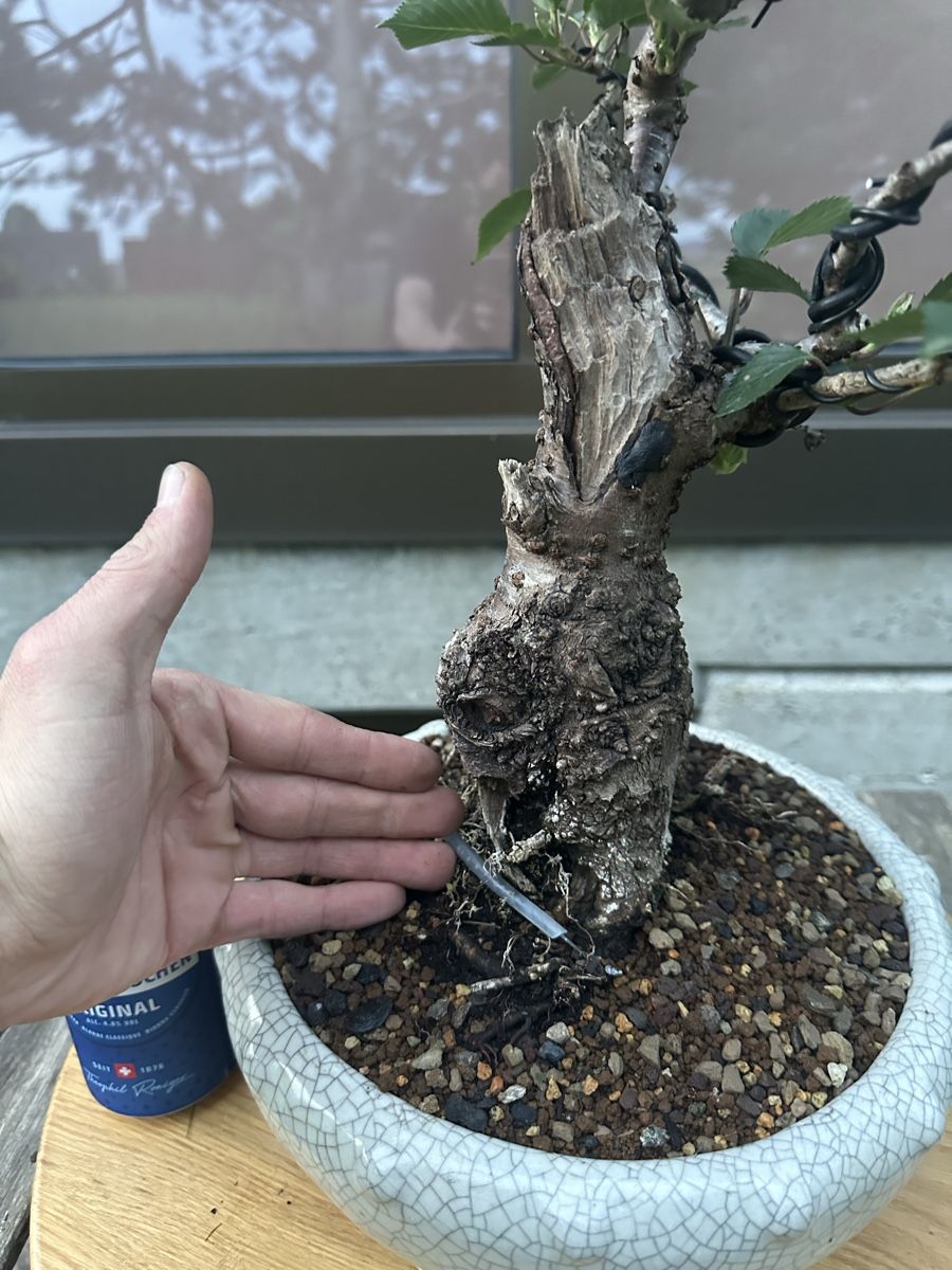 feey glücksfeder Glücksfeder | Zamioculcas zamiifolia