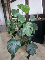 Prächtige Monstera (Fensterblatt) – inkl. Topf
