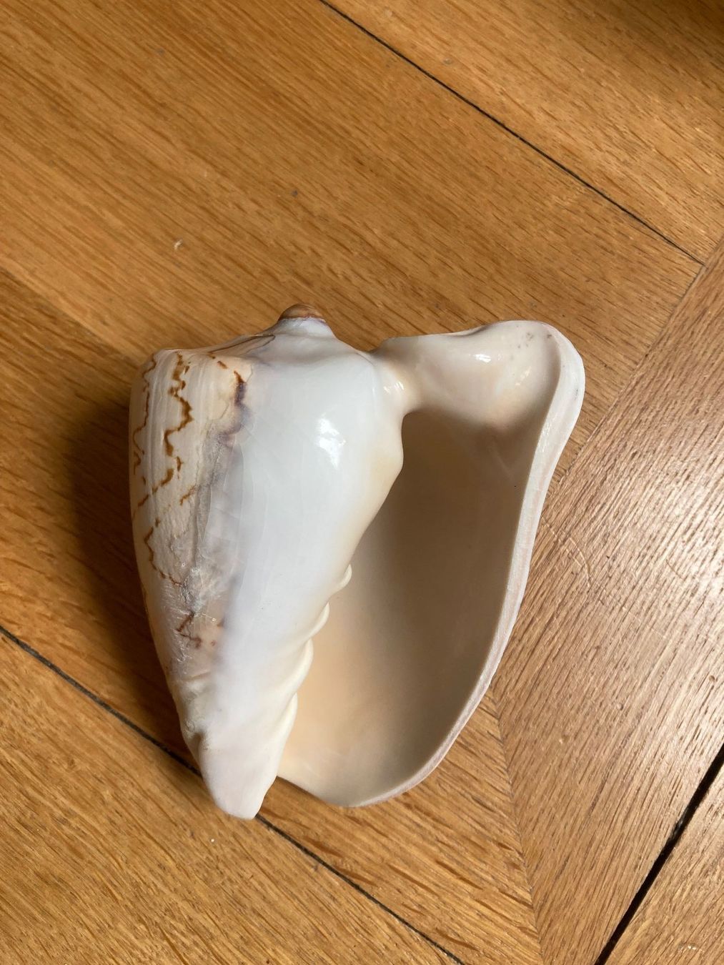 Fossilien: WUNDERBARE GROSSE MUSCHEL, 15 x 12 cm – Neu (gemäss Beschreibung) aus Zürich von dolcicaramelle2 2