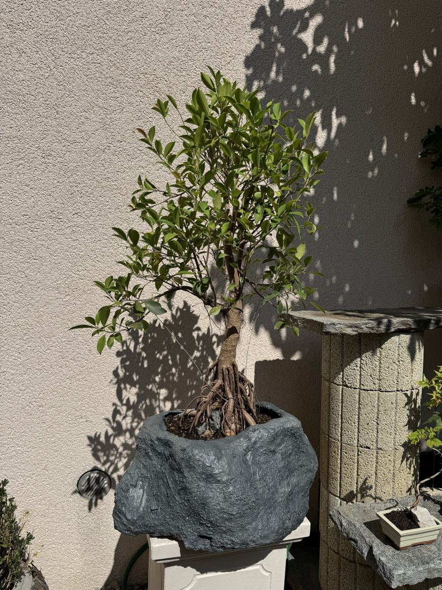 Piante & sementi: Ficus Bonsai im "Stein" 120cm – Usato da Rümlang venduto da Gruseh.ch 3