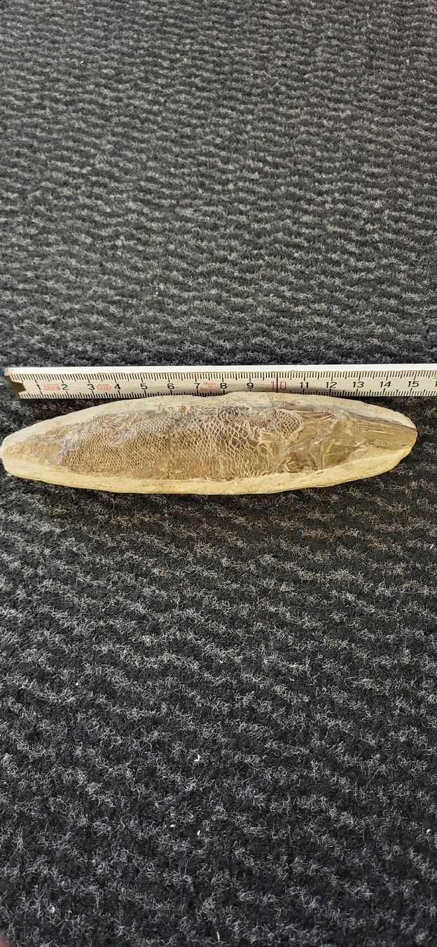 Fossili: Fossiler Fisch – Usato da Degersheim venduto da Sonnenbiene55 1