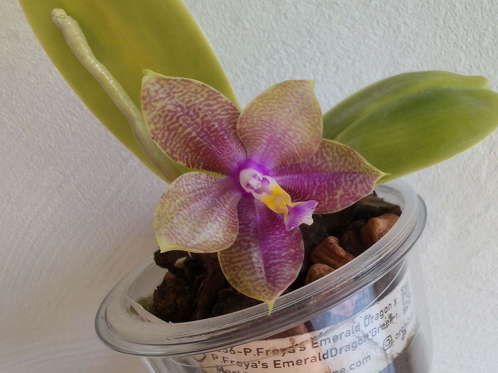 Piante & sementi: Phalaenopsis Freya Emerald Dragon – Usato da Chamoson venduto da Yuriyaa 1