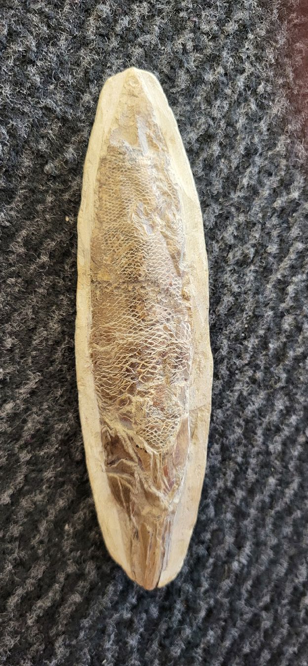 Fossili: Fossiler Fisch – Usato da Degersheim venduto da Sonnenbiene55