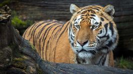 Zoo Zürich zwei Eintrittskarten (Wert CHF 64)