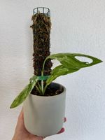 🌿 Monstera adansonii ‘Indonesian Marble’ Variegata