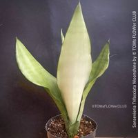 Sansevieria Trifasciata Moonshine - top robuste Pflanze