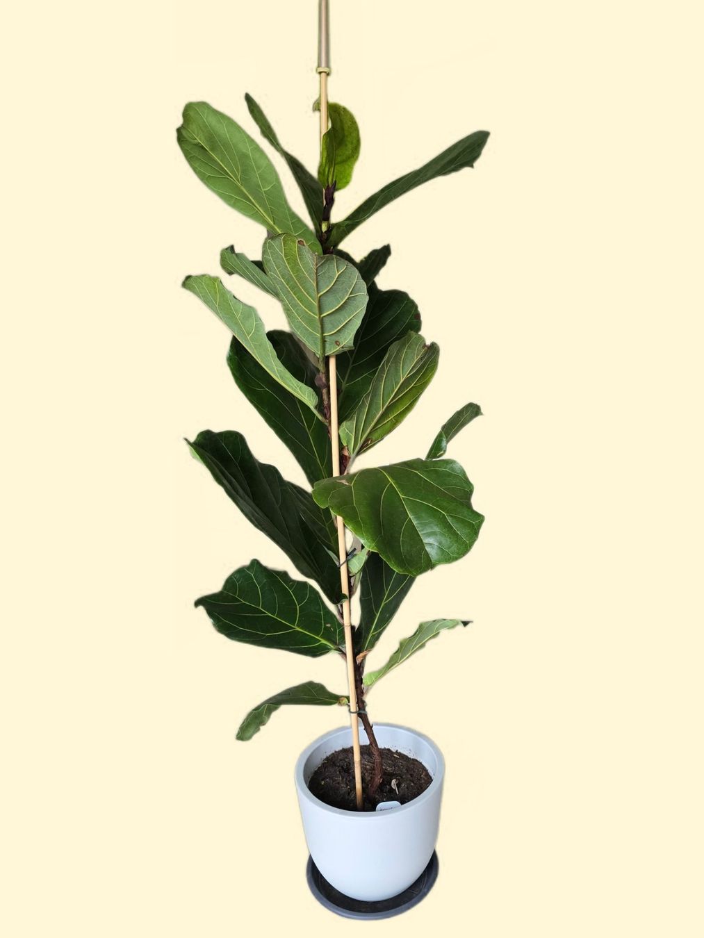 Piante & sementi: Ficus Lyrata - Geigenfeige – Usato da Aarburg venduto da Glitzerzauber 1