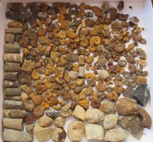 lot de petits fossiles +de 500 g