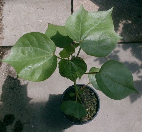 Plantes & graines: Baumwolle - eine Pflanze! – Neuf (Voir description) à Steffisburg par Petroselium 1