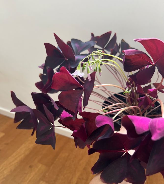 Roter Glucksklee Kaufen