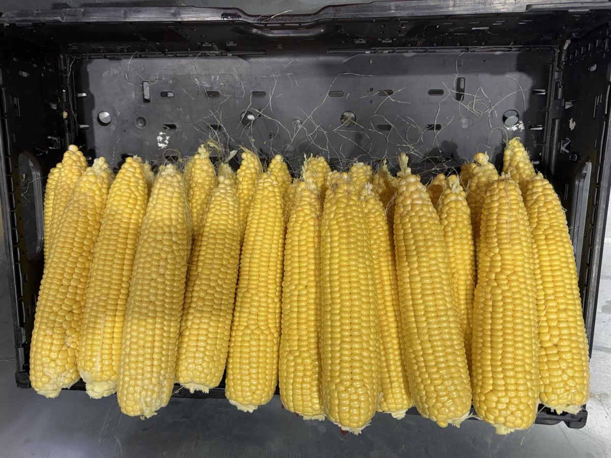 Trattori: Bio Süssmais Zuckermais – Usato da Deitingen venduto da RK68