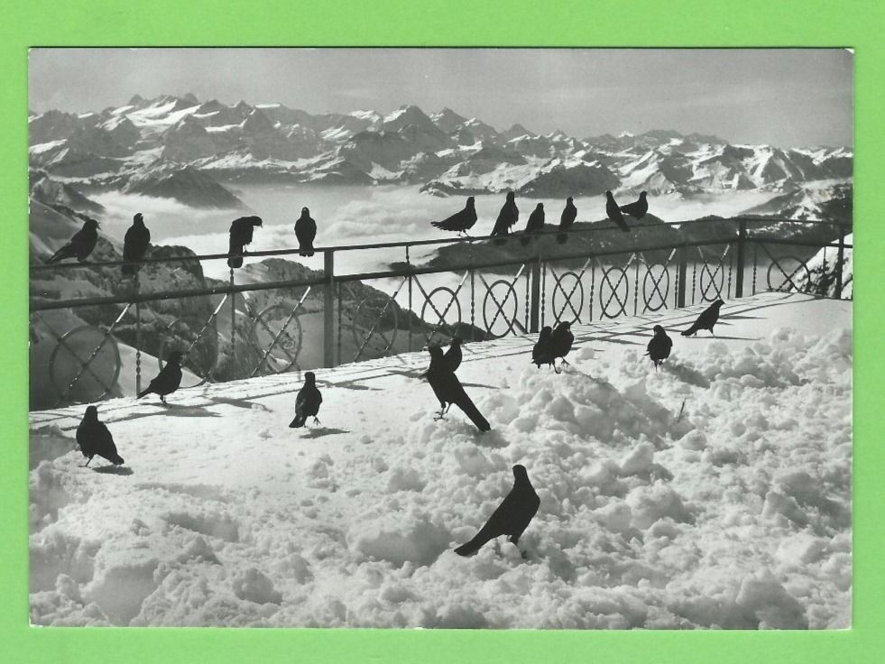 Cartes postales: Pilatuskulm - Alpendohlen mit Berneralpen – D'occasion à Zürich par t24_de