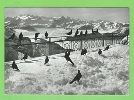 Pilatuskulm - Alpendohlen mit Berneralpen