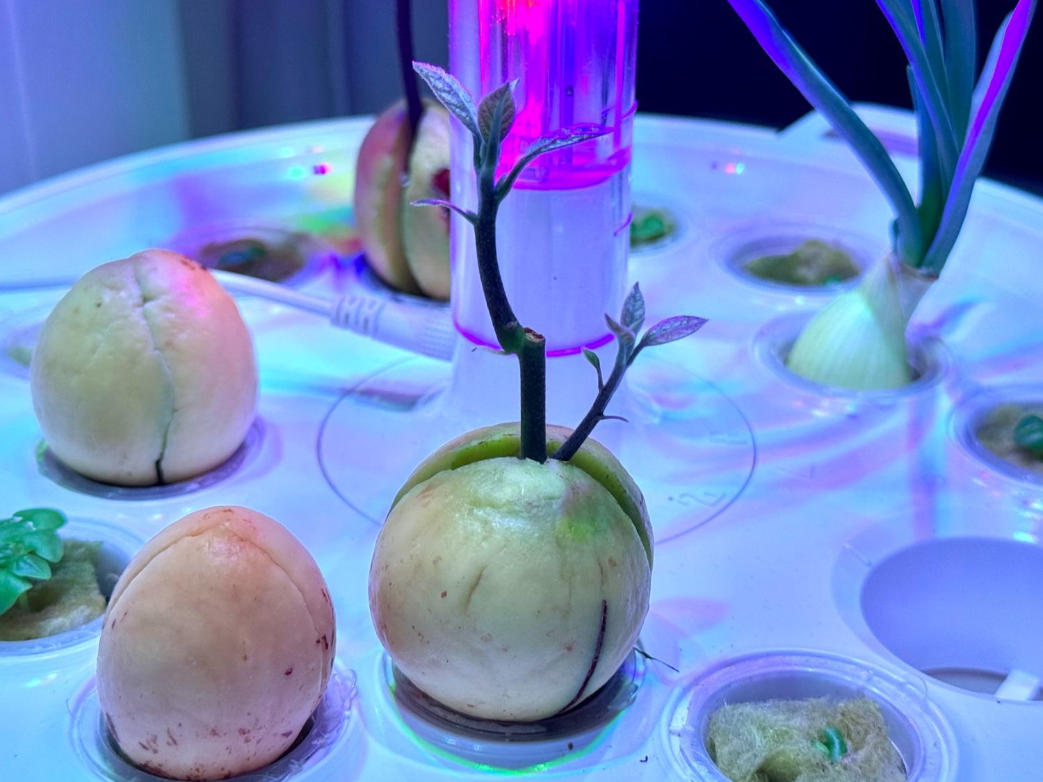 Piante & sementi: Avocado Baum (doppel stamm) – Nuovo (secondo la descrizione) da Schlieren venduto da Edgar_k