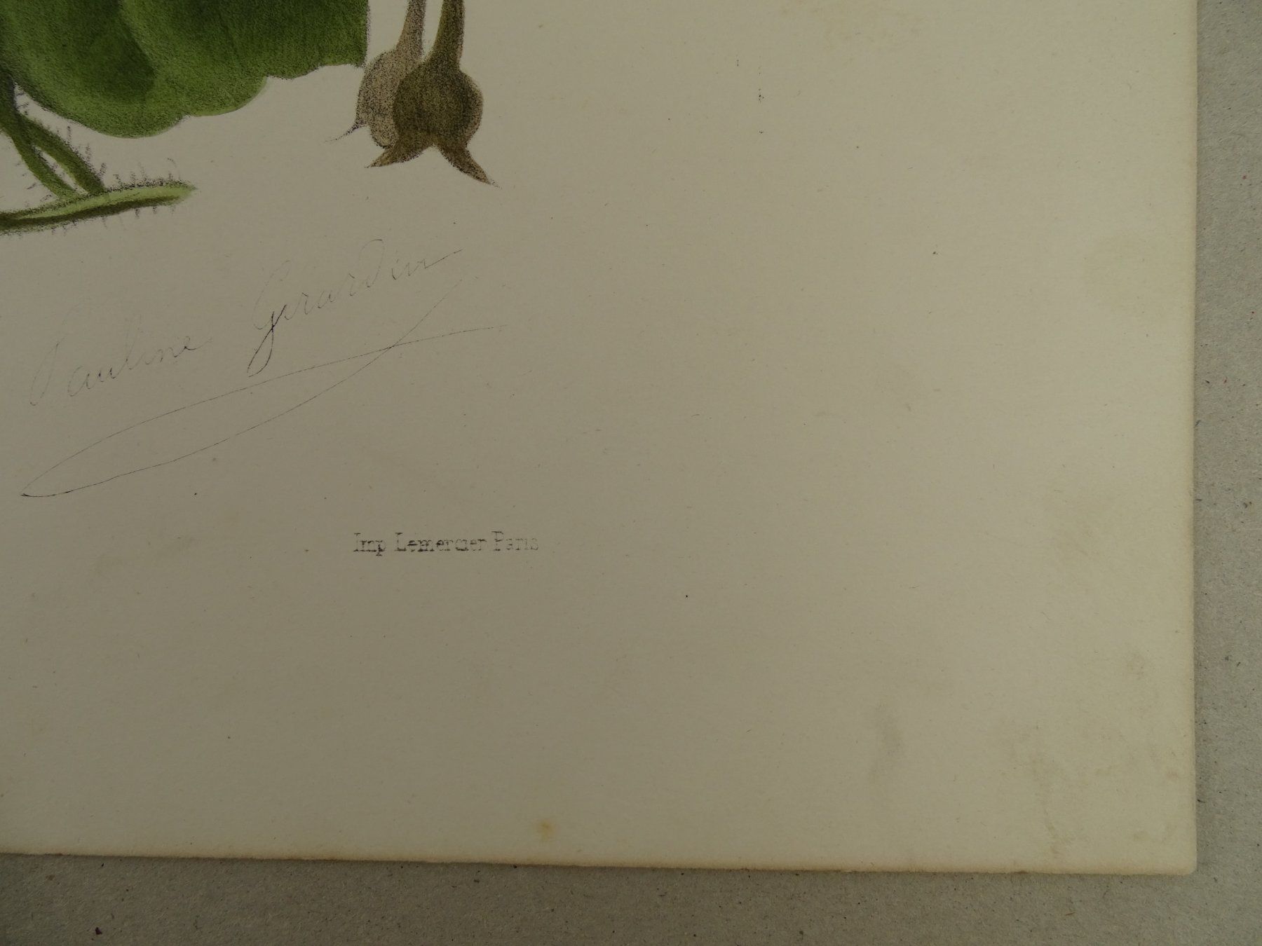 Stiche: VOLUBILIS, WINDENGEWÄCHS, LITHOGRAPHIE UM 1850 – Gebraucht aus Grüningen von Kartensammler 4