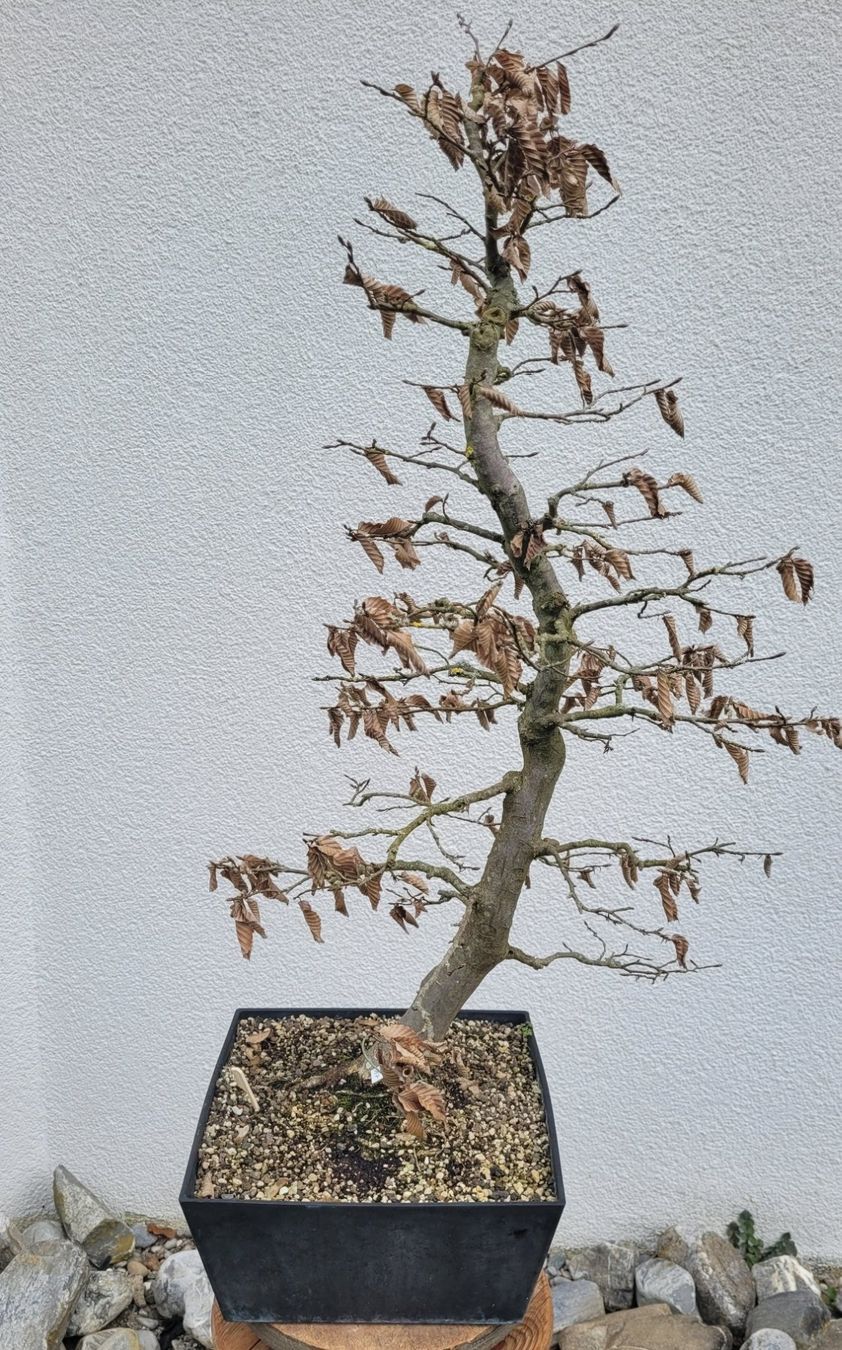 Piante & sementi: Hainbuche (Pre) Bonsai – Nuovo (secondo la descrizione) da Fehraltorf venduto da 100_Konzert 5