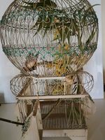 Bird cage 