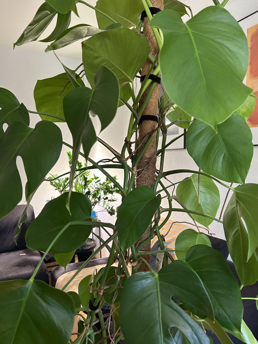 Plantes & graines: Monstera Deliciosa kleinblättrig  – D'occasion à Zürich par fabuulois 3
