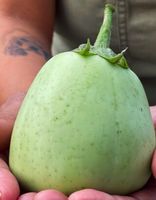 10 SAMEN BIO Aubergine “AO DAIMARU”